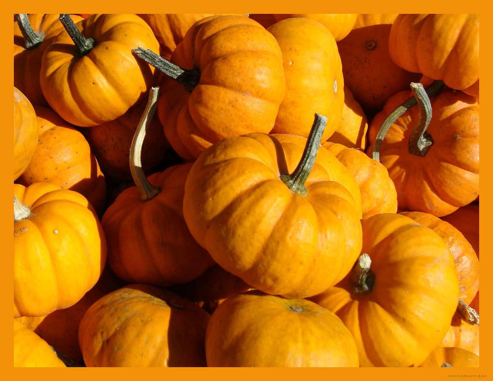 еда, тыква, желтые