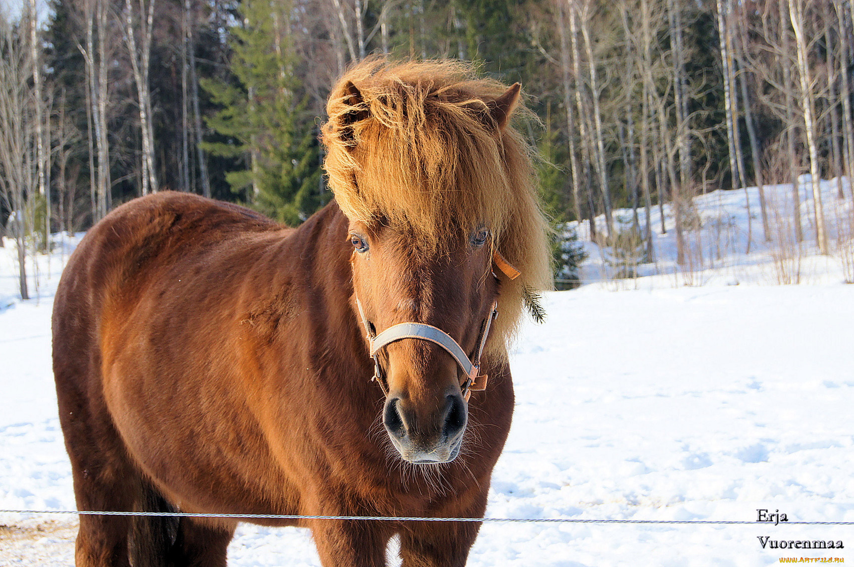 животные, лошади, грива