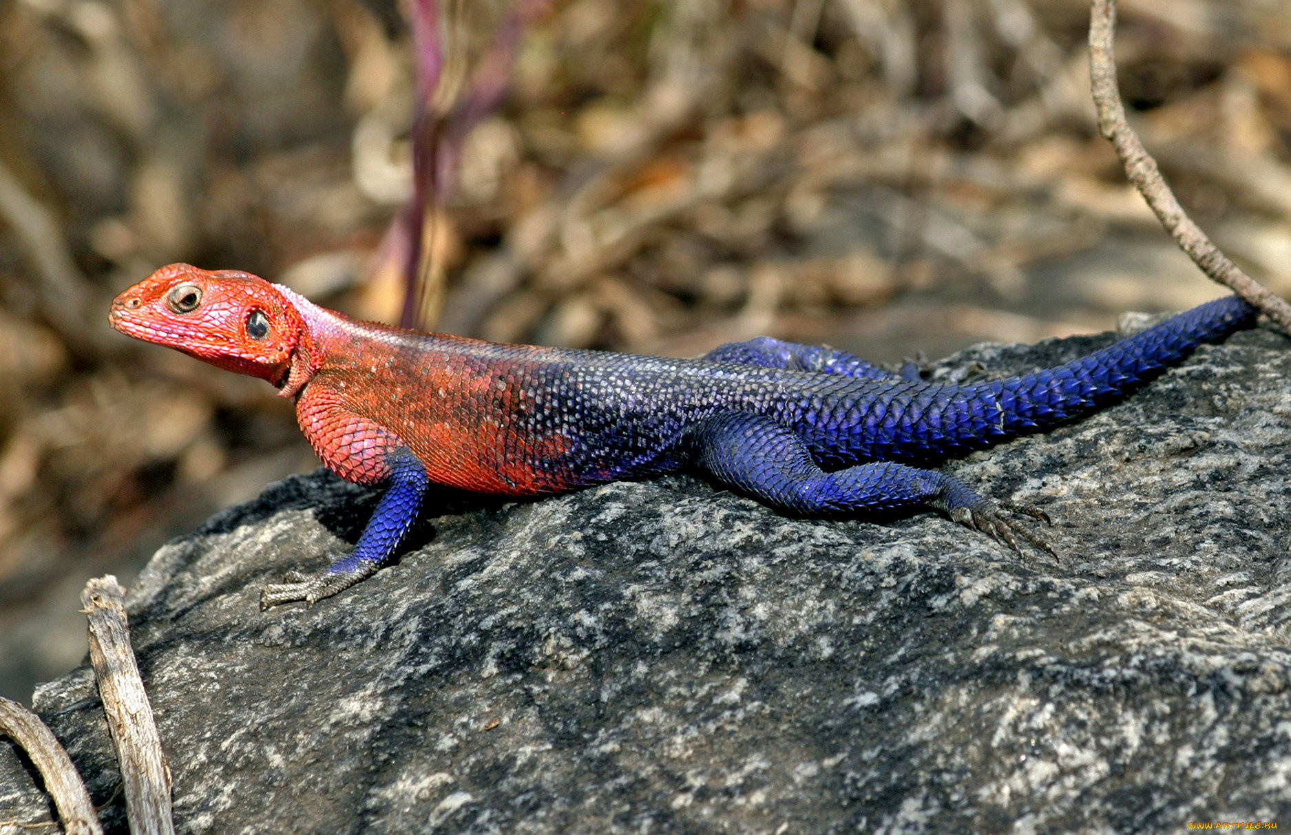 животные, Ящерицы, игуаны, вараны, камни