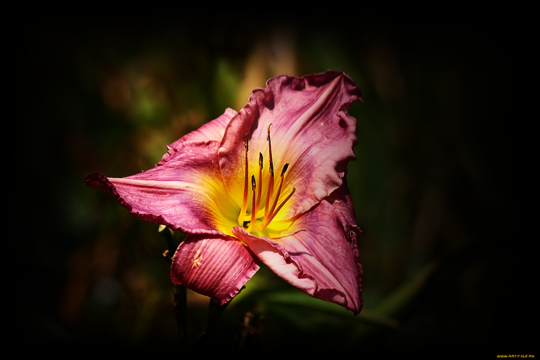 цветы, лилии, лилейники, тёмный, фон