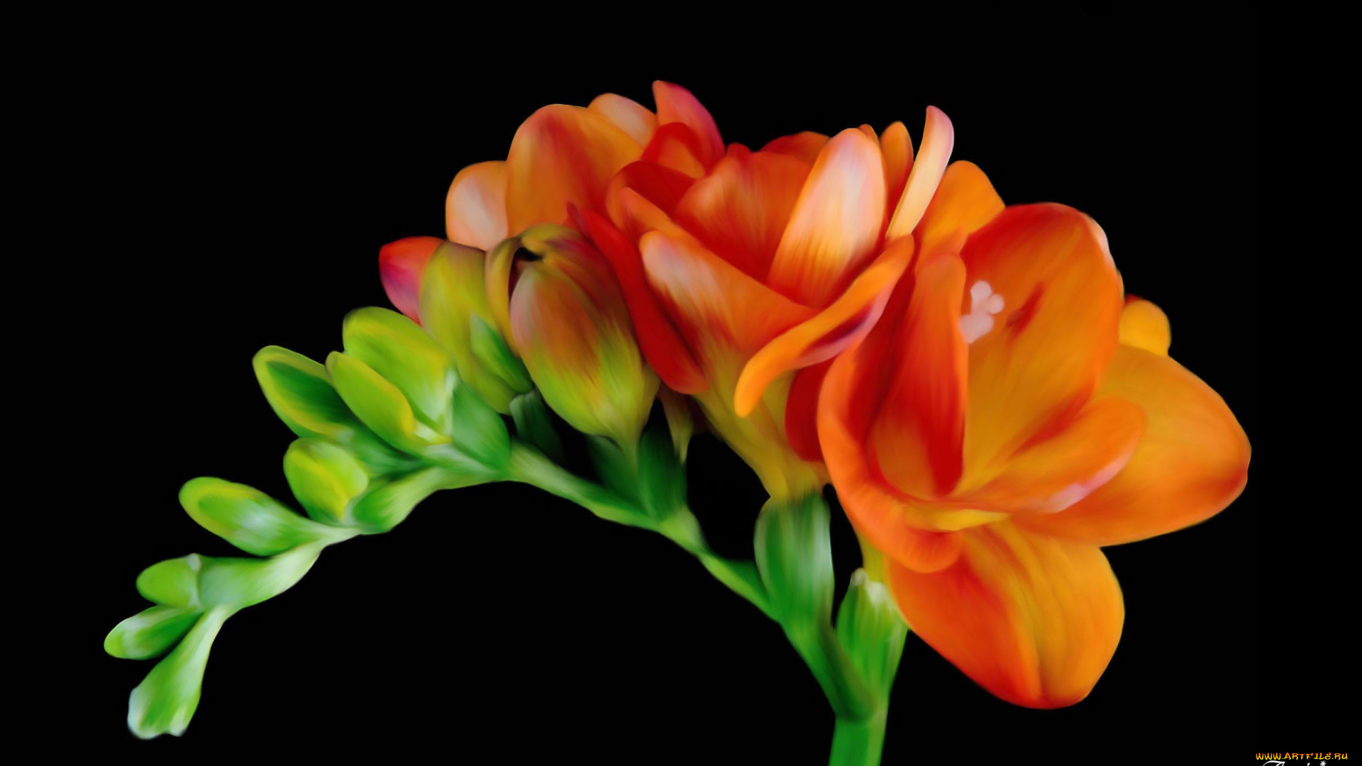 автор, angie, цветы, фрезия, оранжевый