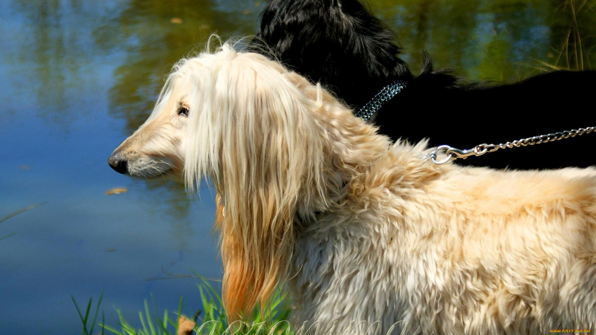 автор, geronima, животные, собаки, afghan, hound