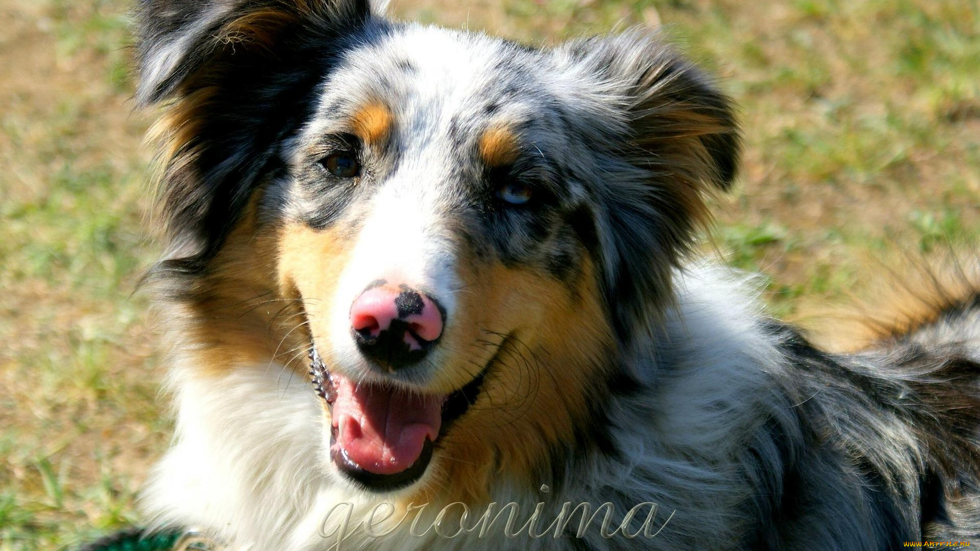 автор, geronima, животные, собаки, australian, shepherd