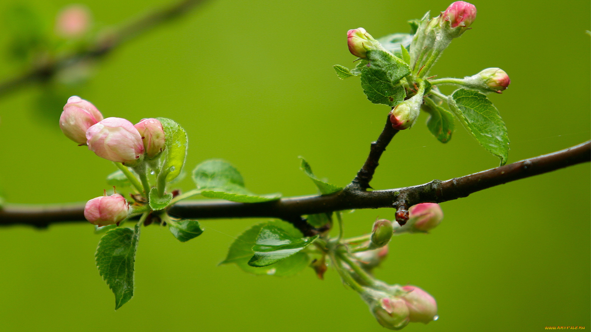 цветы, цветущие, деревья, кустарники, ветка
