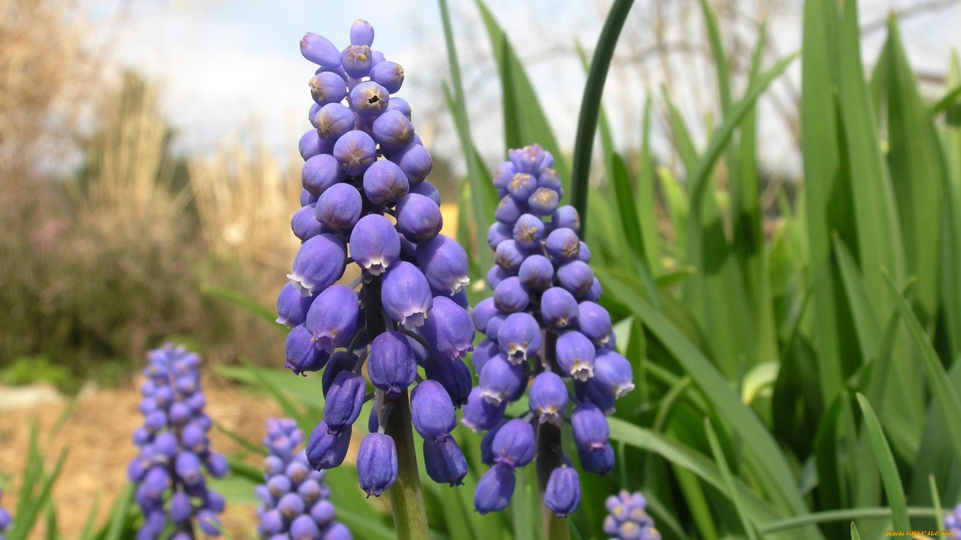 цветы, гиацинты, фиолетовый, мускари