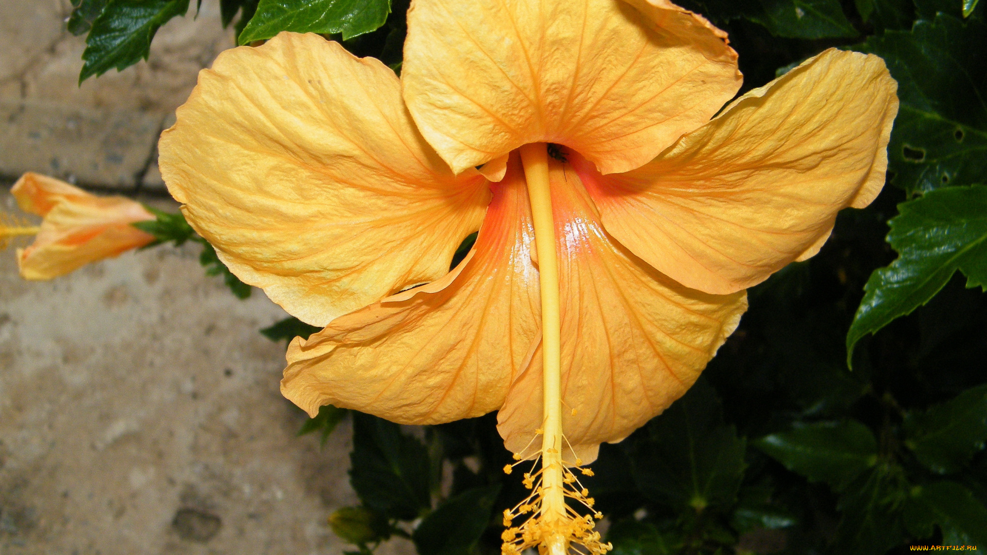 цветы, гибискусы, лепестки