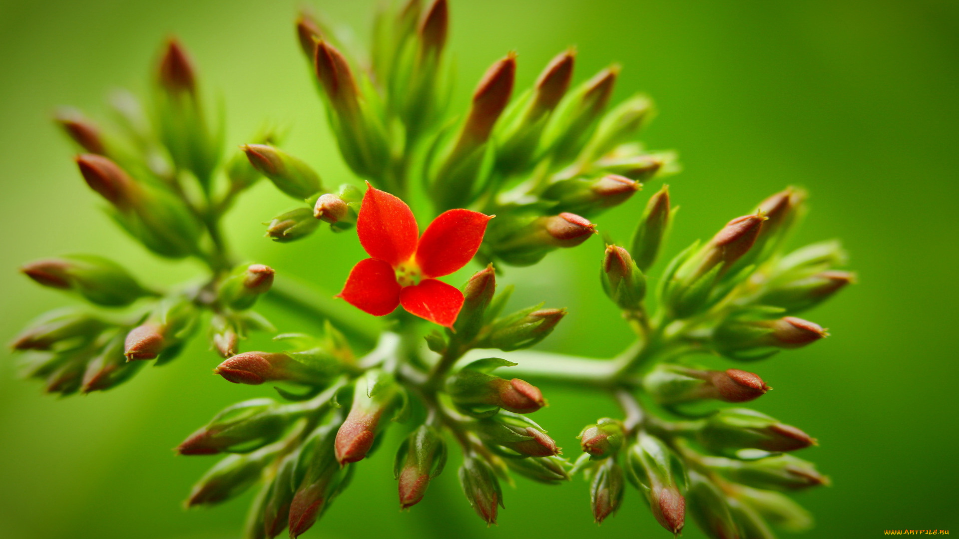 цветы, каланхоэ, бутоны