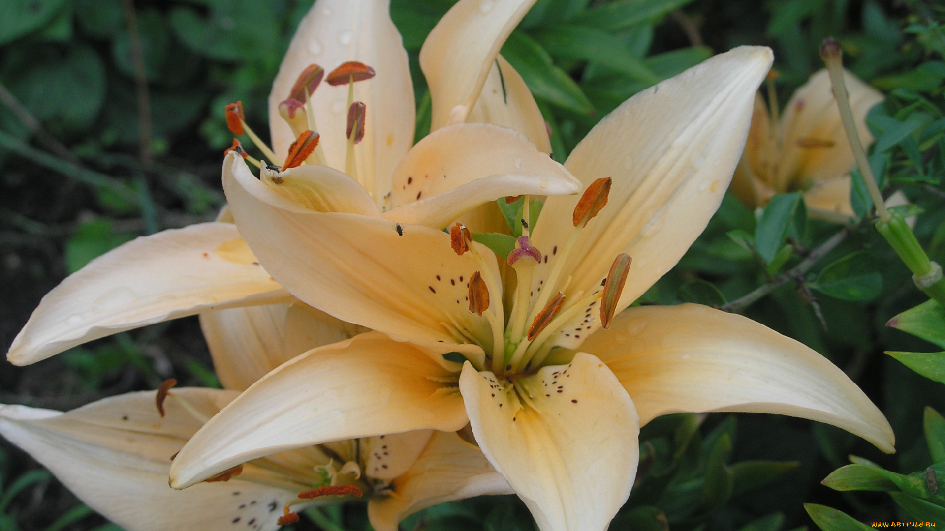 цветы, лилии, лилейники, кремовый