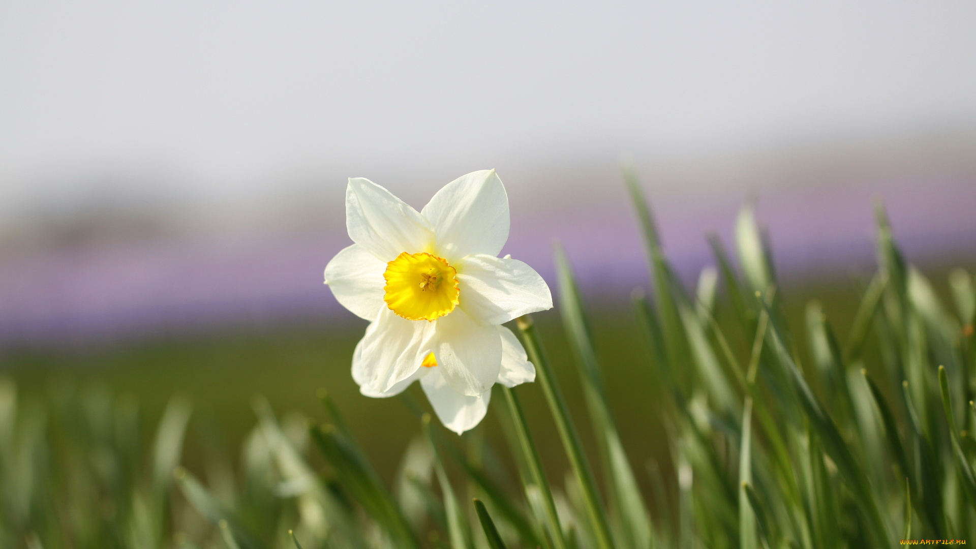 цветы, нарциссы, лепестки