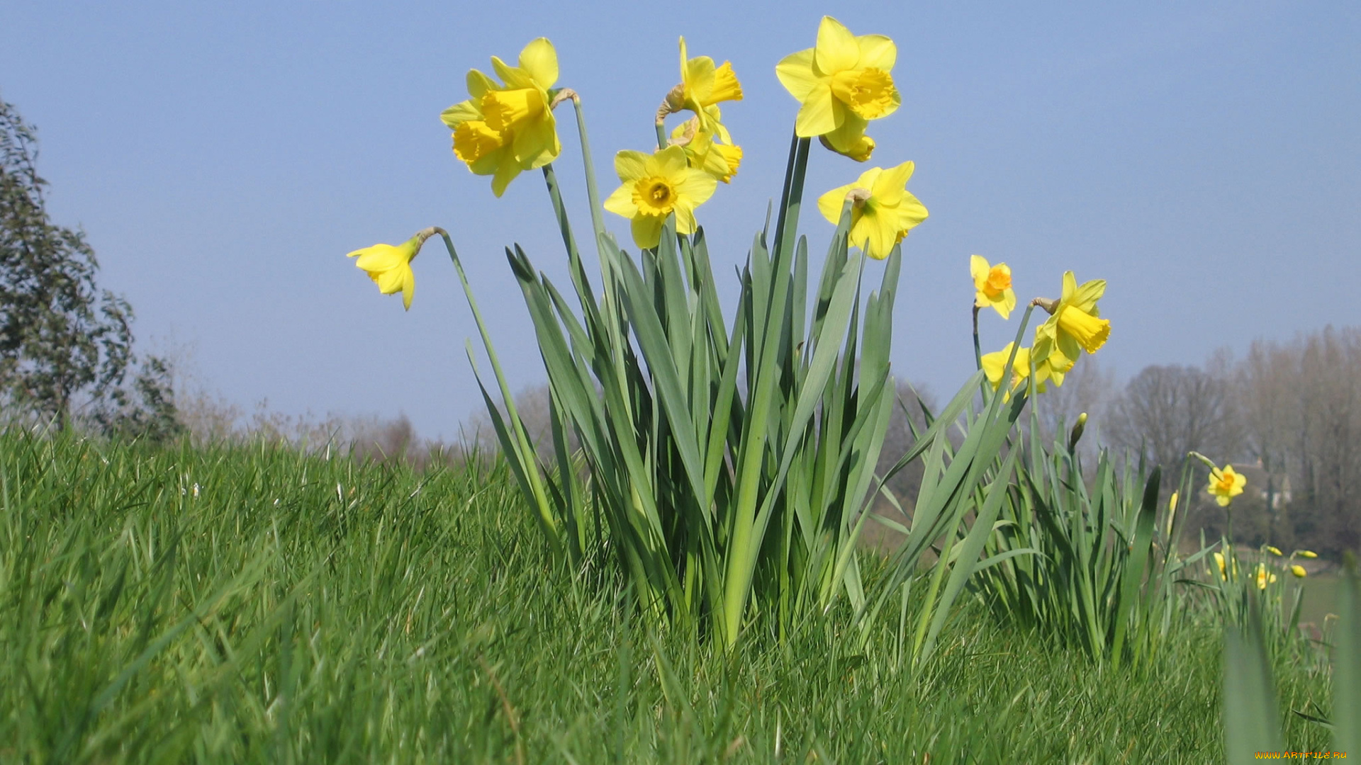 цветы, нарциссы, желтый