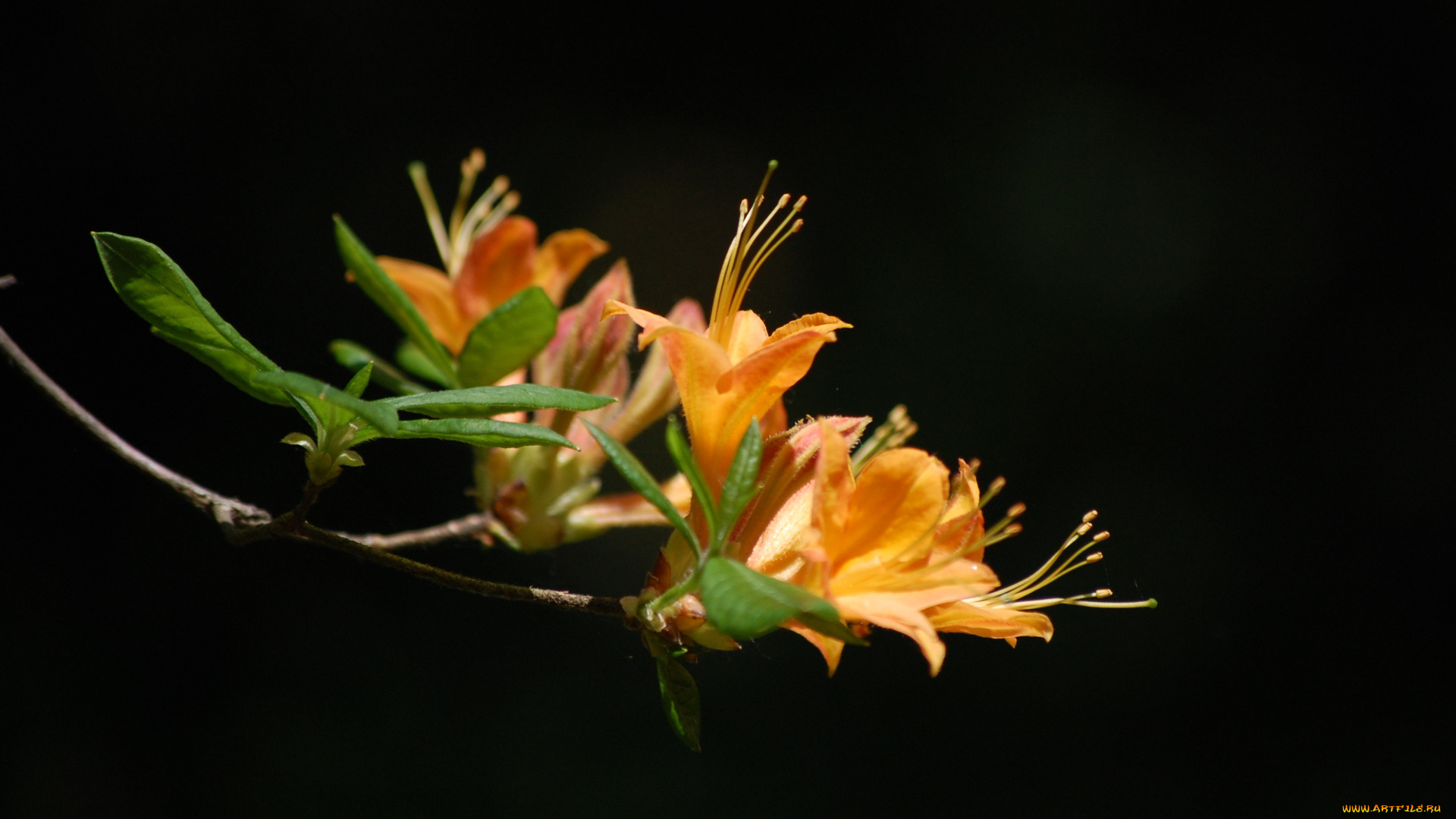 цветы, рододендроны, азалии, тёмный, фон