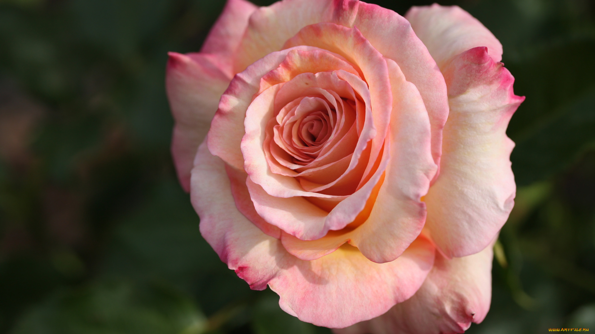 цветы, розы, лепестки