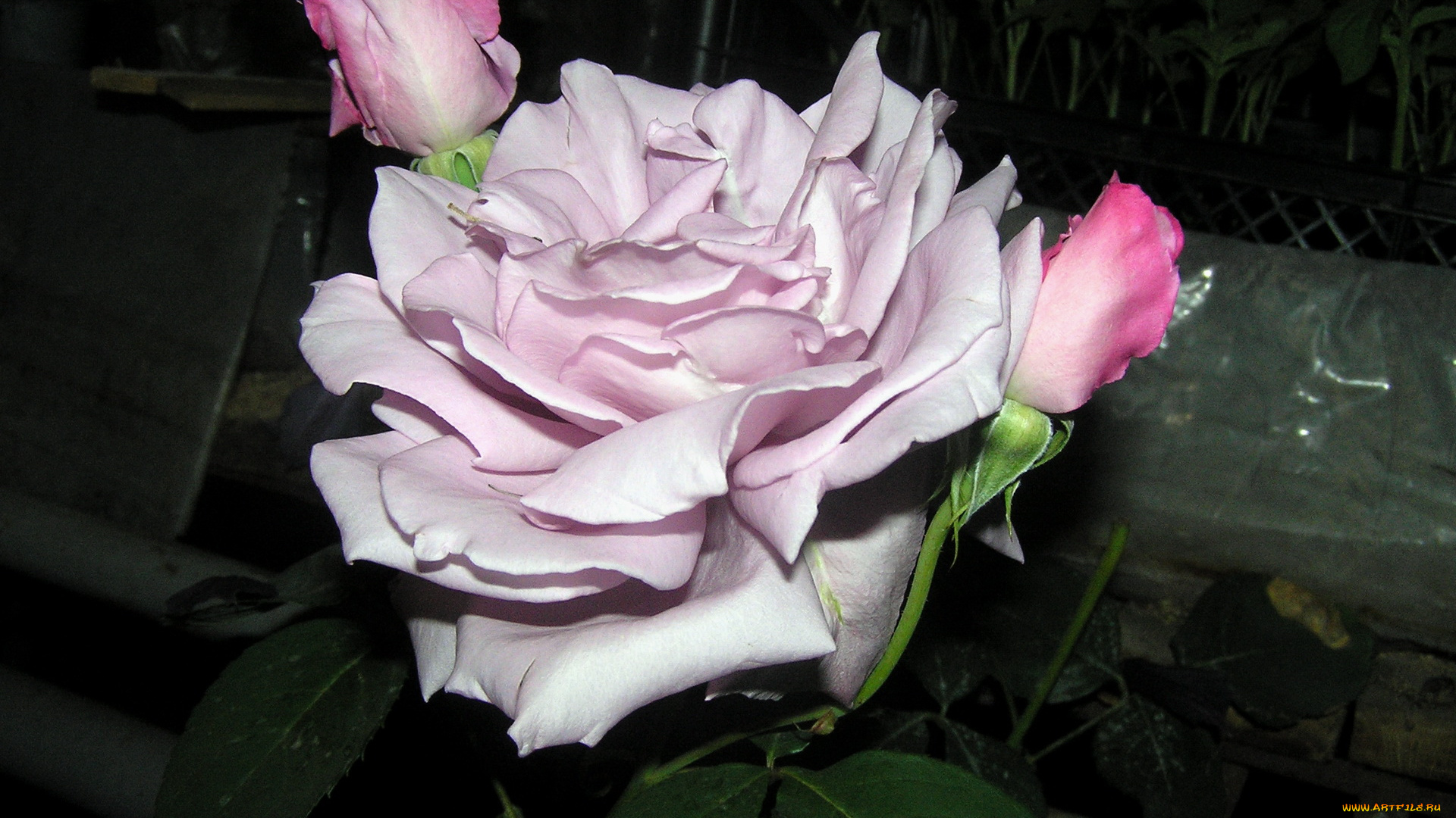 цветы, розы, лепестки, бутоны