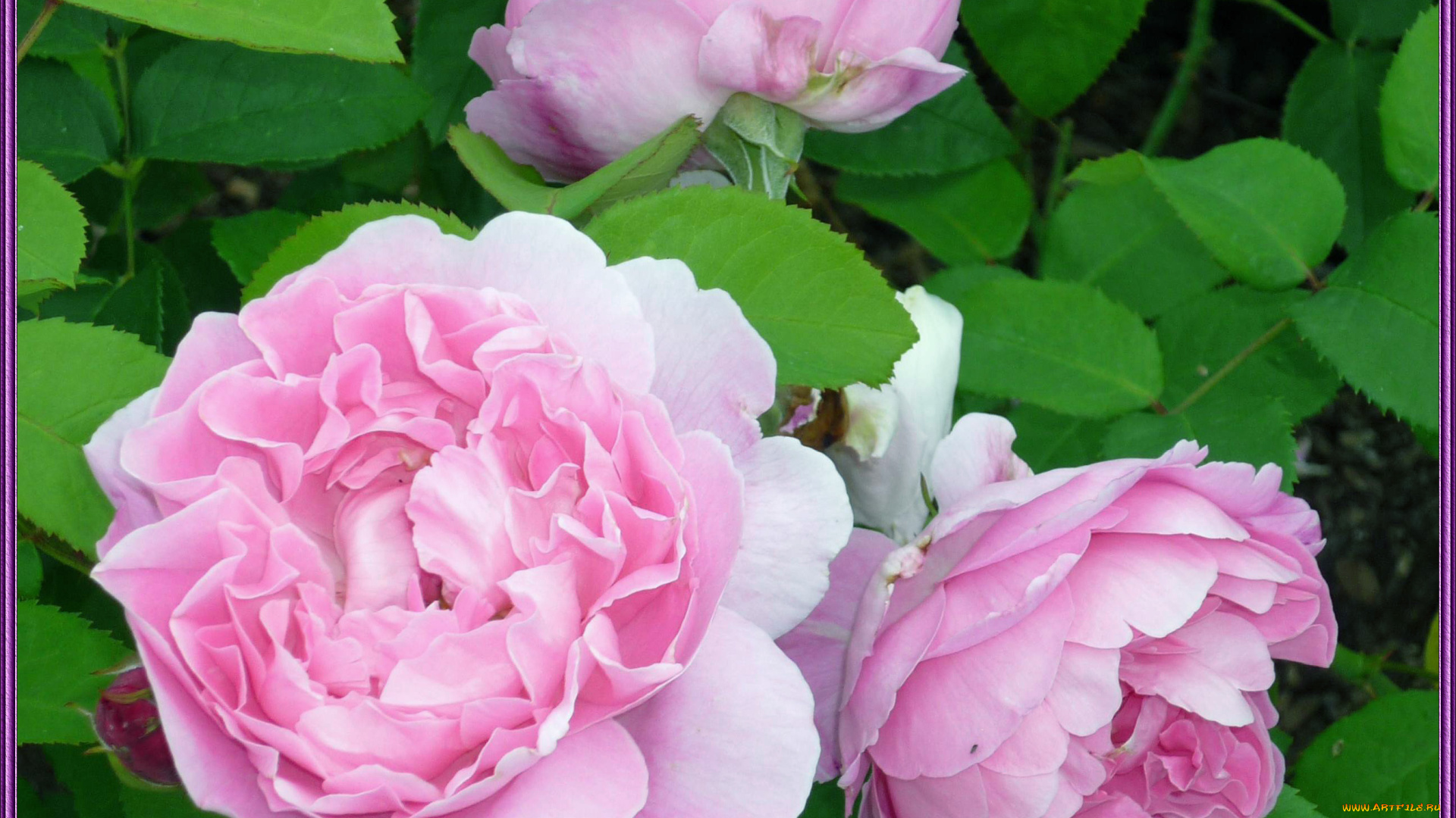 цветы, розы, листья