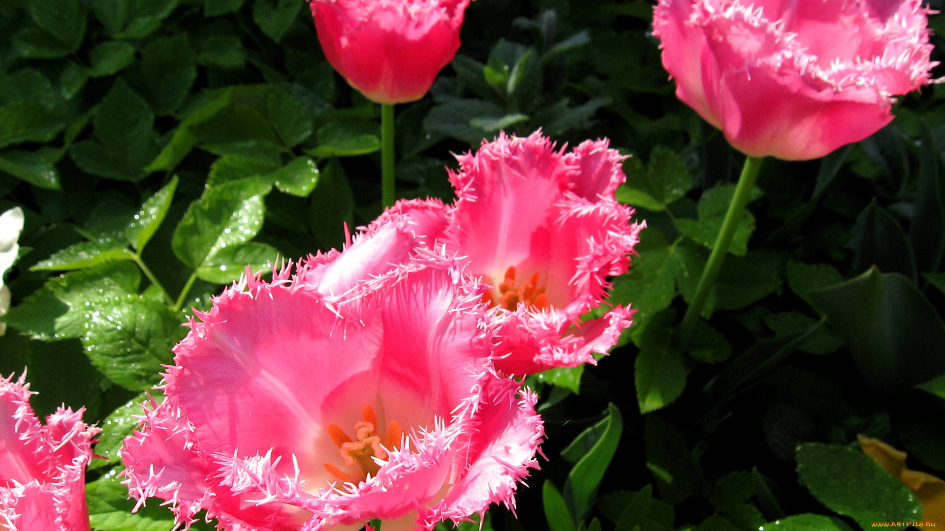 цветы, тюльпаны, розовый, махровый