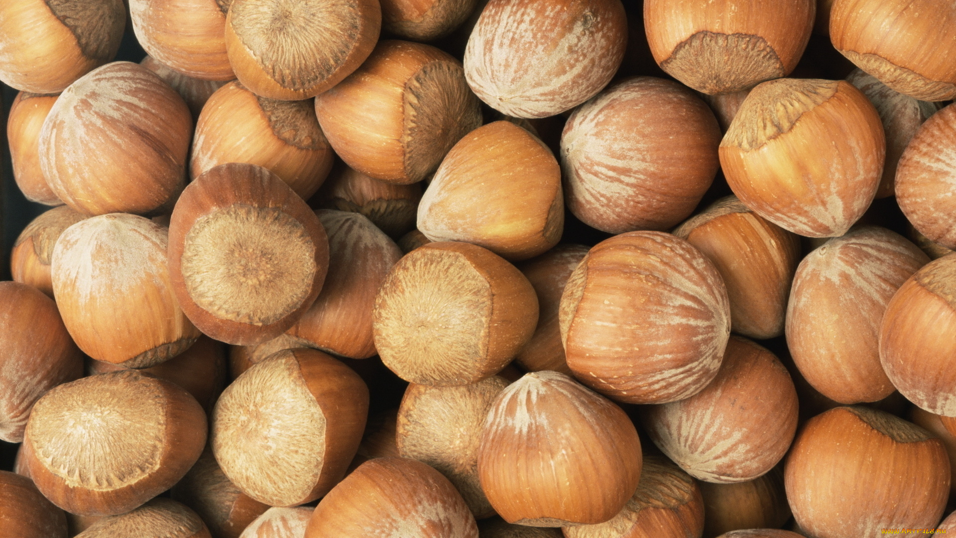 еда, орехи, каштаны, лесной, орех