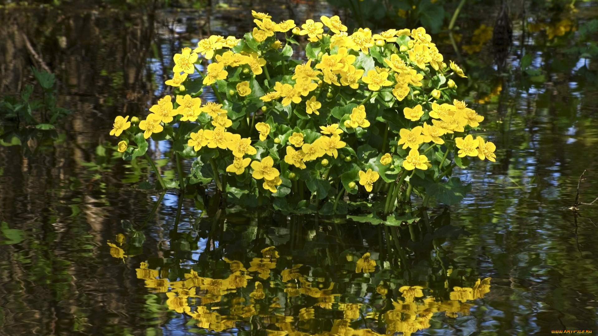 калужница, болотная, цветы, калужницы, лютики, вода, желтые