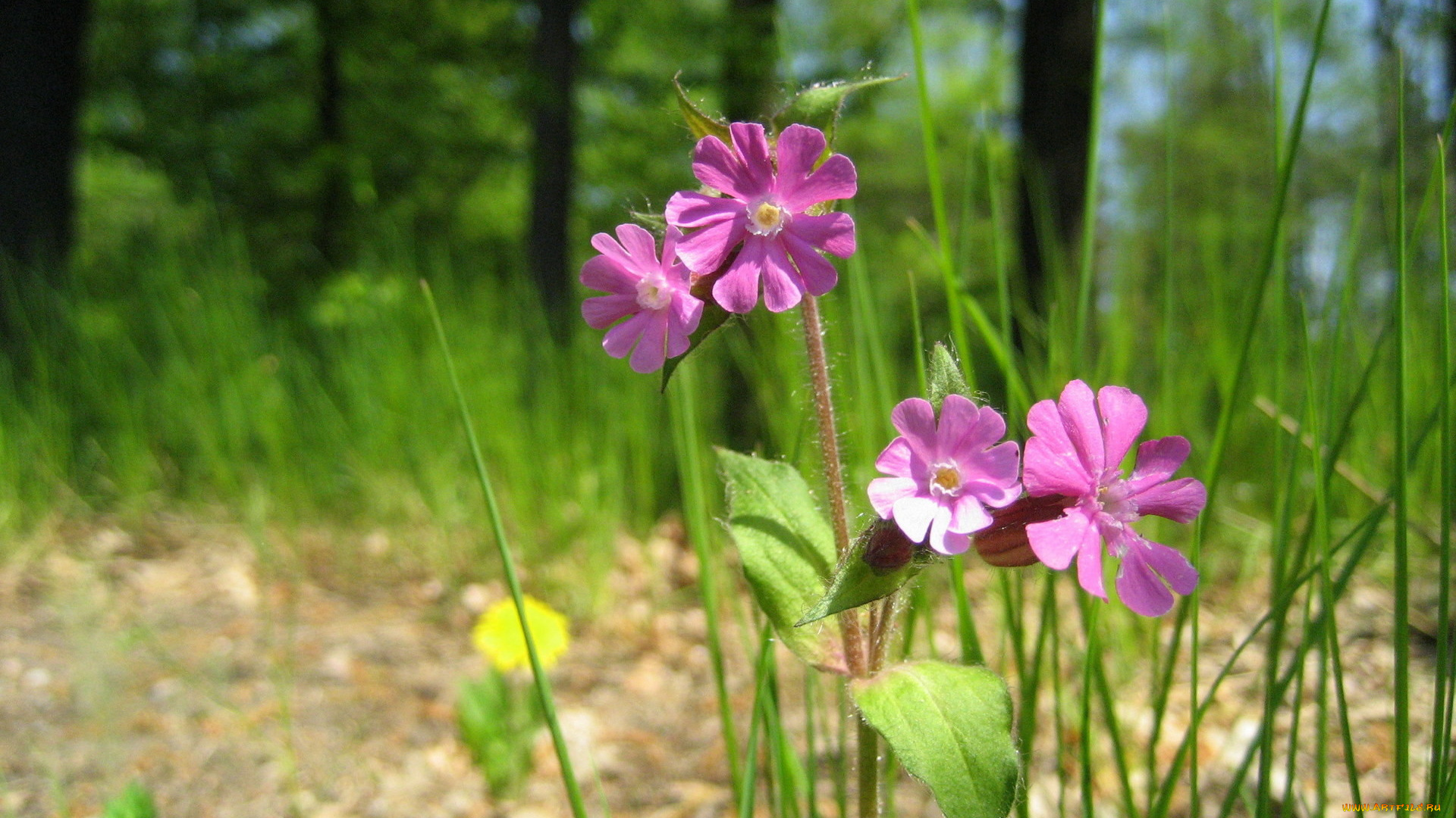 смолёвка, красная, цветы, луговые, полевые, розовый