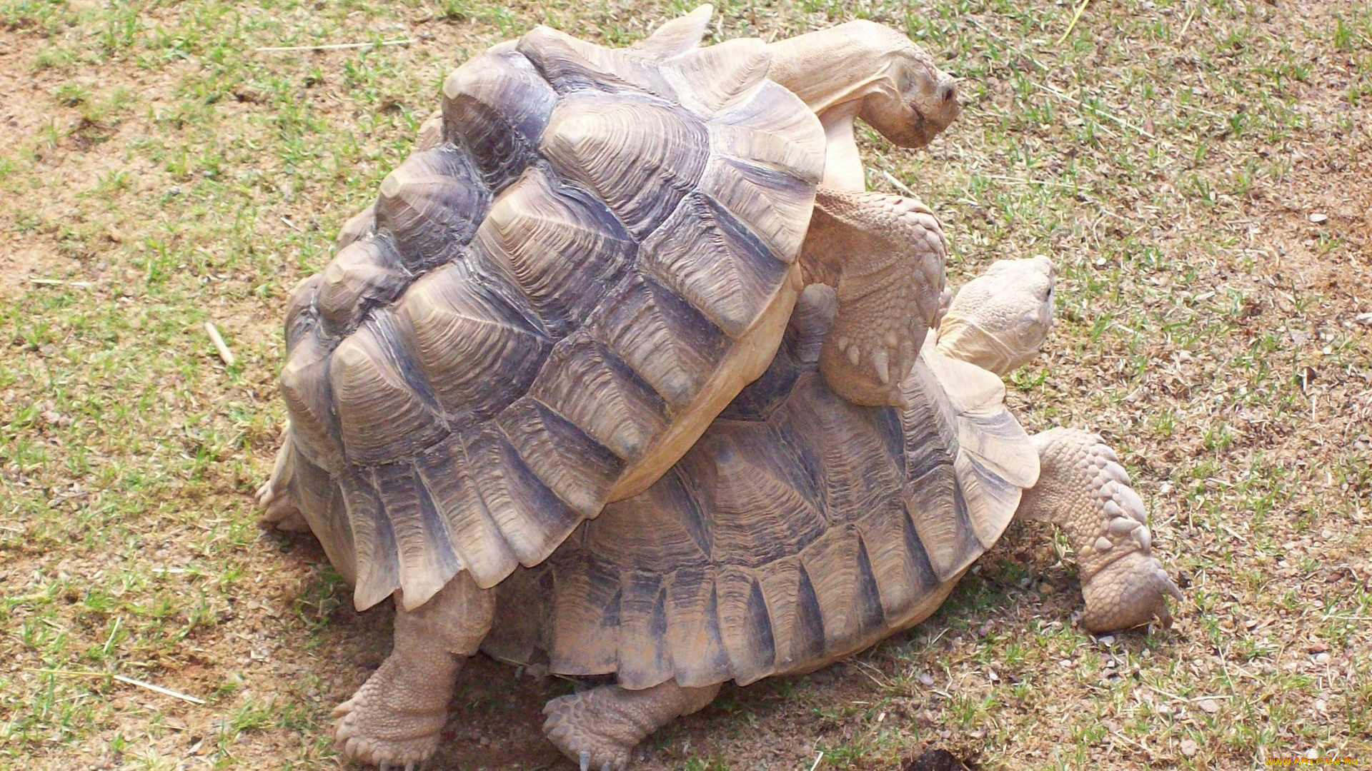 животные, Черепахи, черепахи, любовь