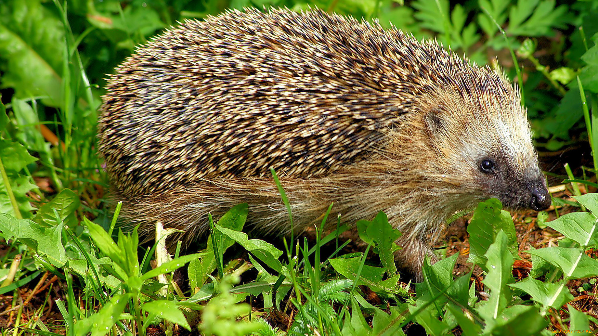 животные, ежи, трава