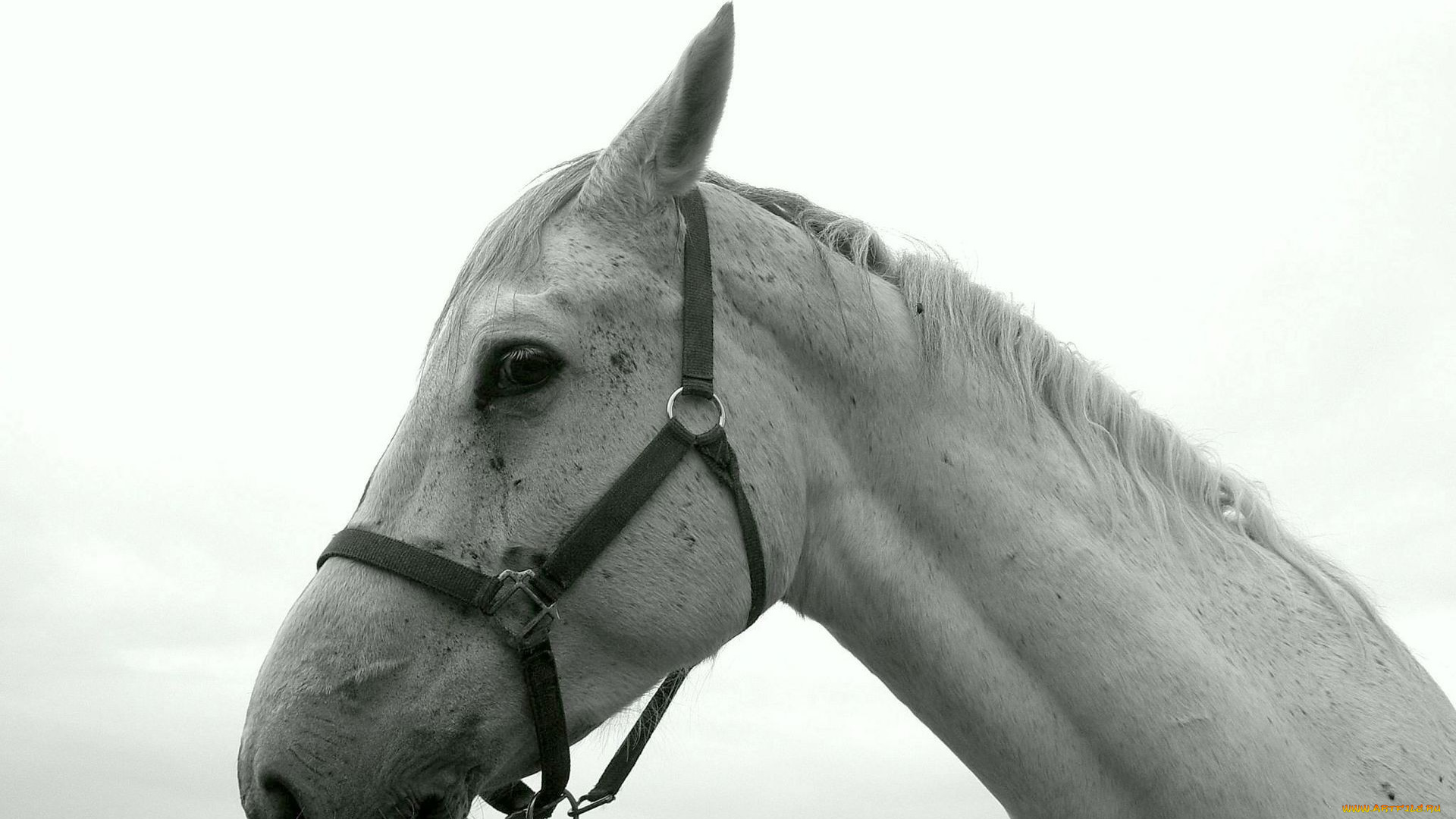 животные, лошади, белая