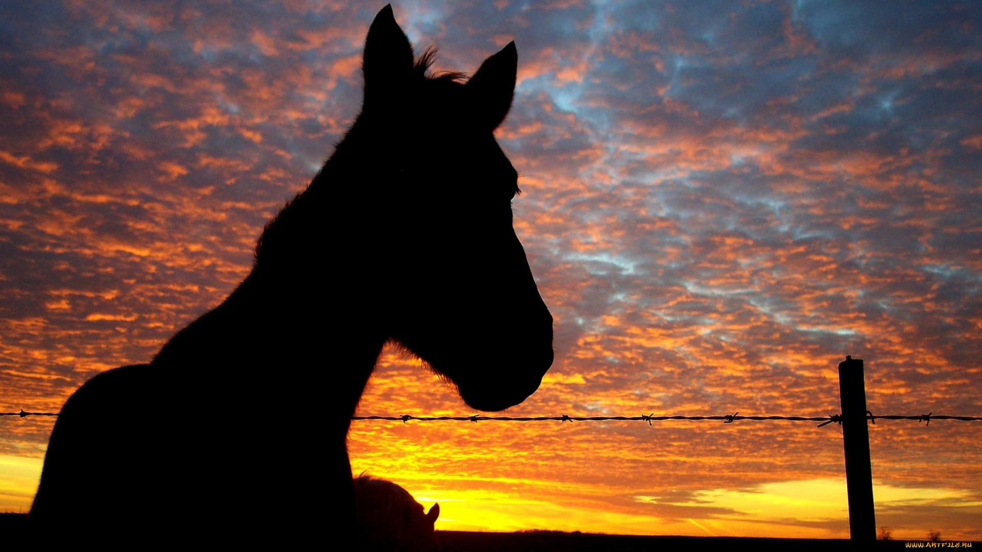 животные, лошади, лошадь, ночь