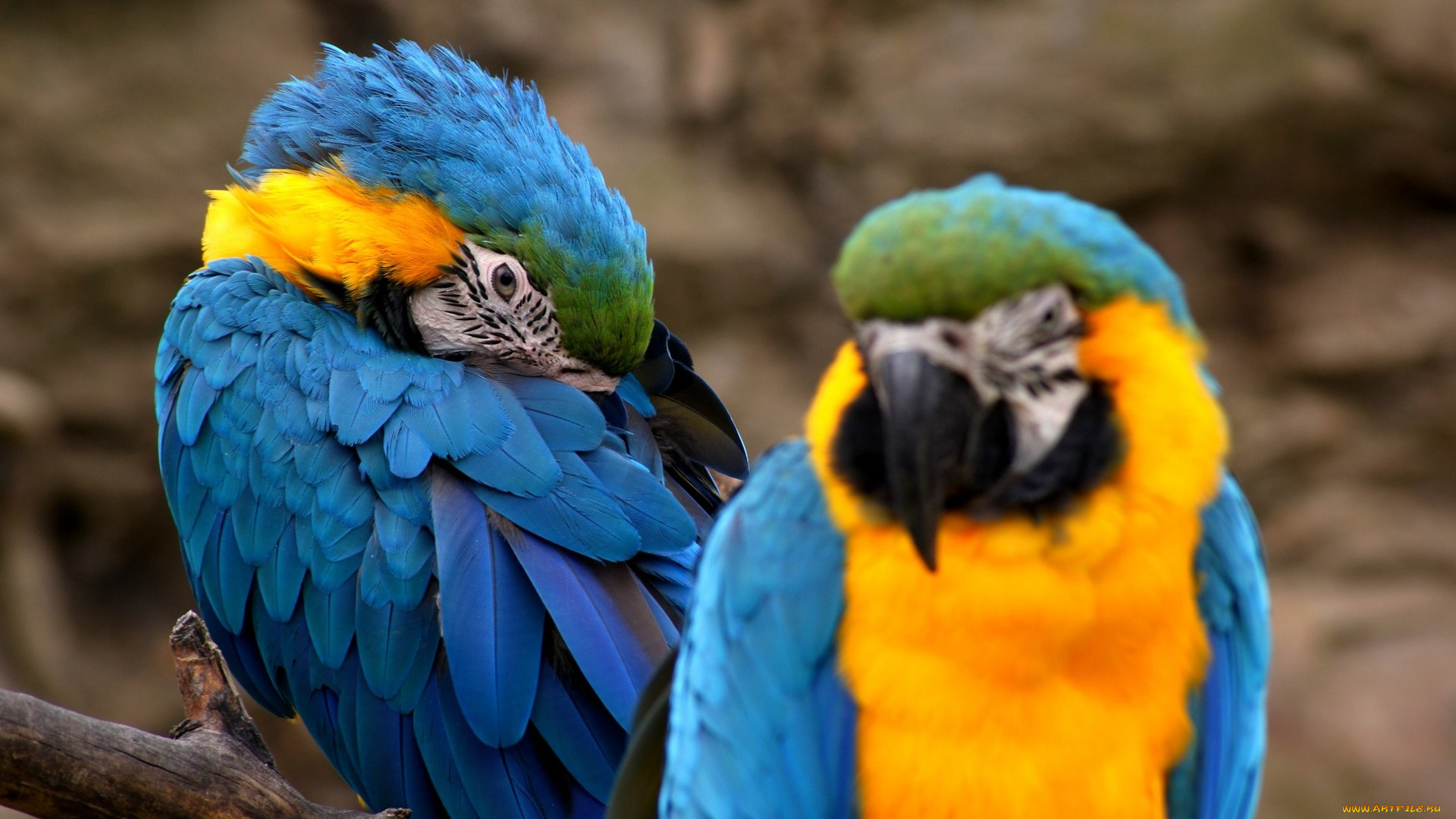 животные, попугаи, яркое, оперение
