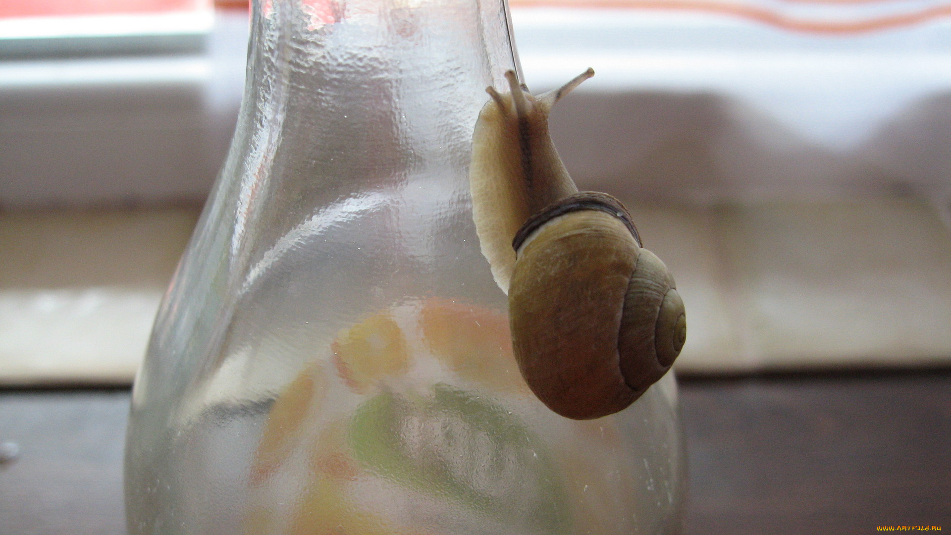 животные, улитки, бутылка, улитка