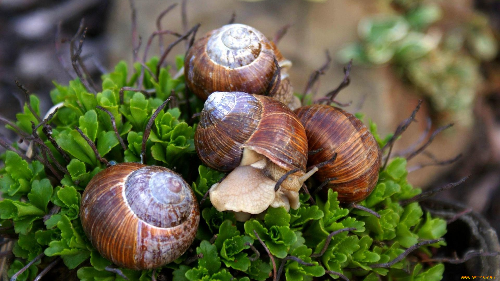 животные, улитки, кустик, улитка, семейка