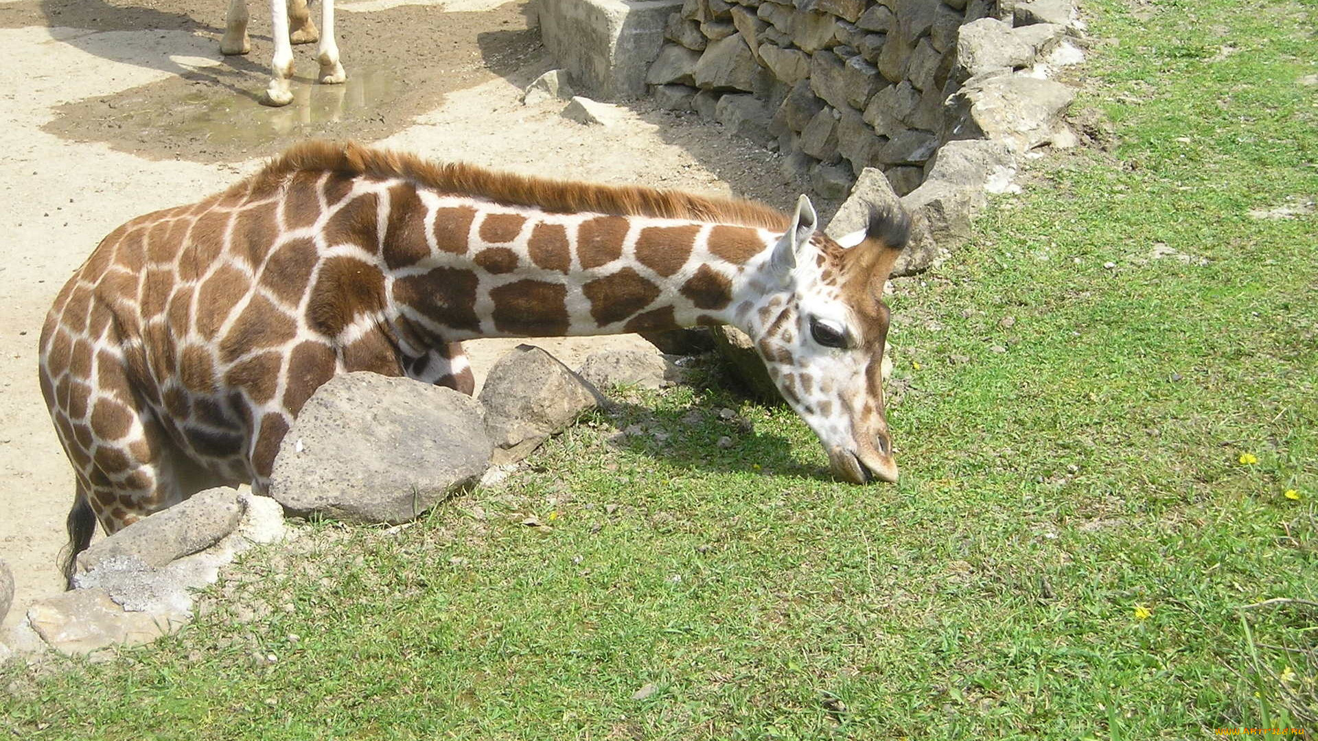 животные, жирафы, трава, жираф, зоопарк