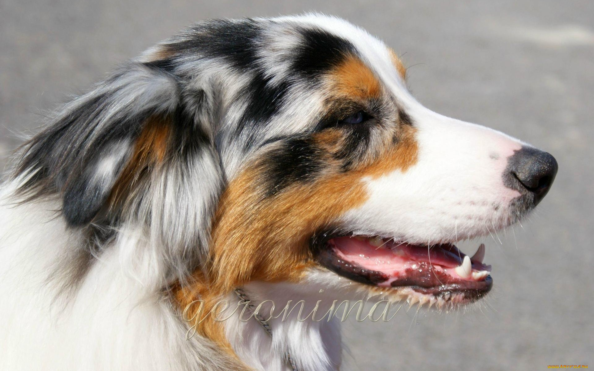 автор, geronima, животные, собаки, australian, shepherd