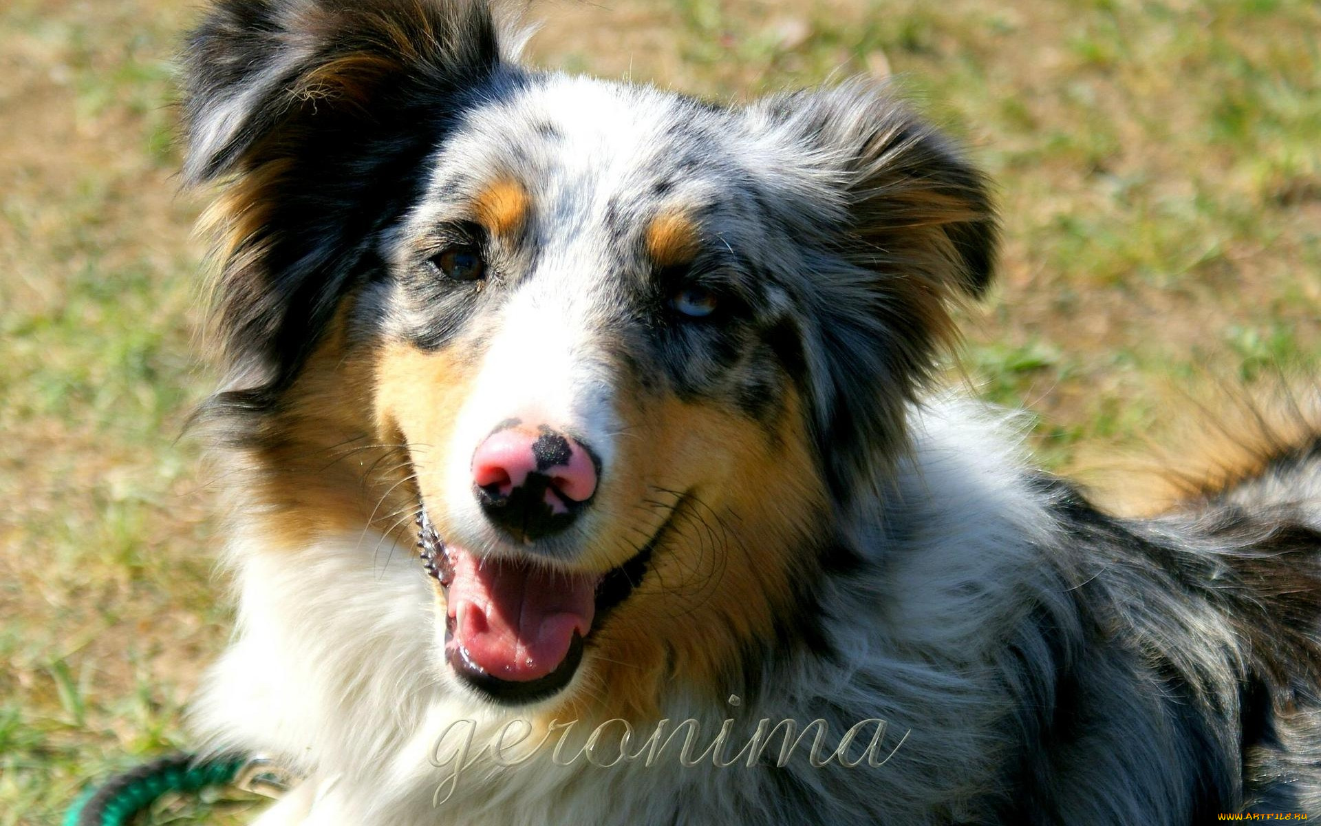 автор, geronima, животные, собаки, australian, shepherd