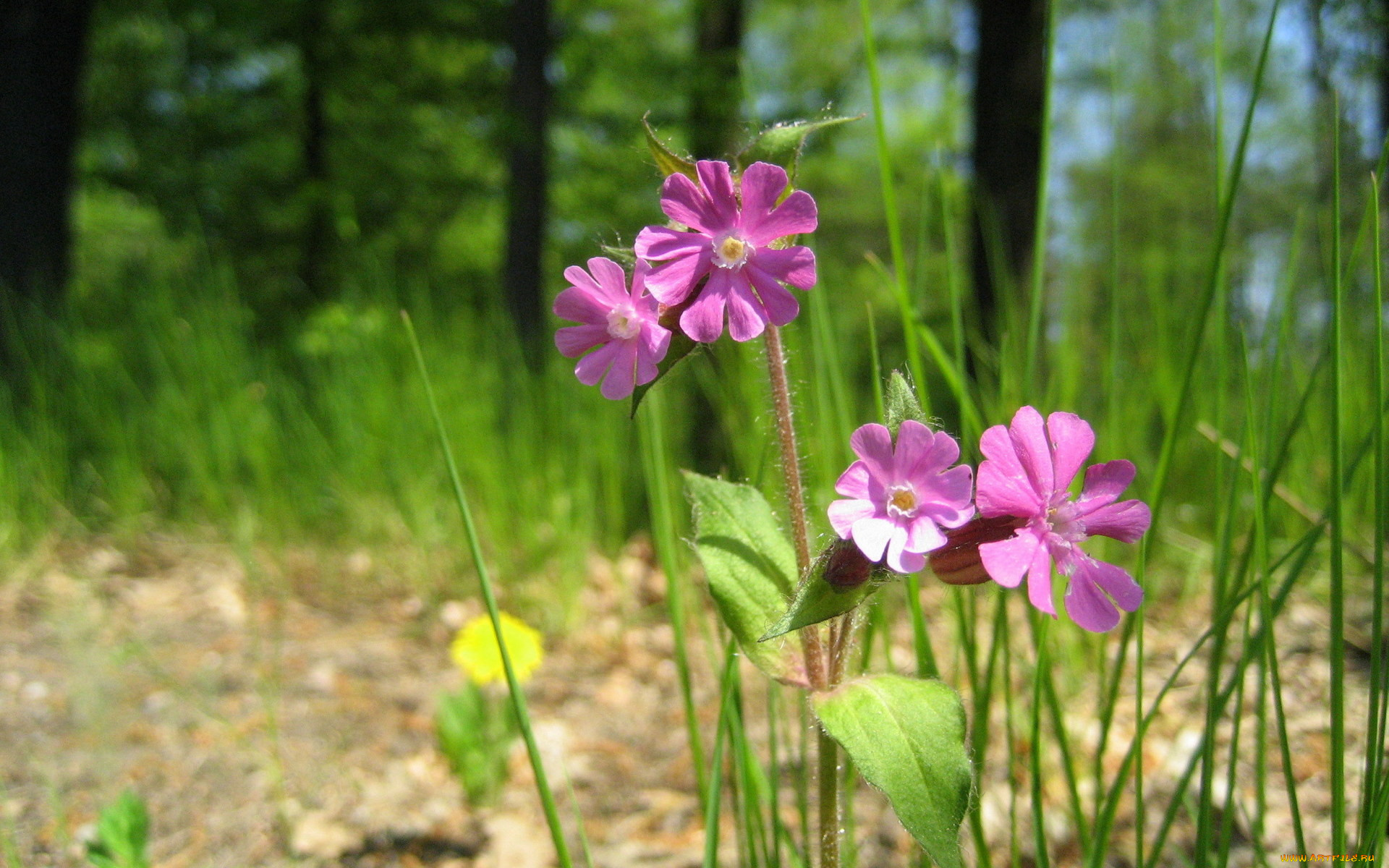 смолёвка, красная, цветы, луговые, полевые, розовый