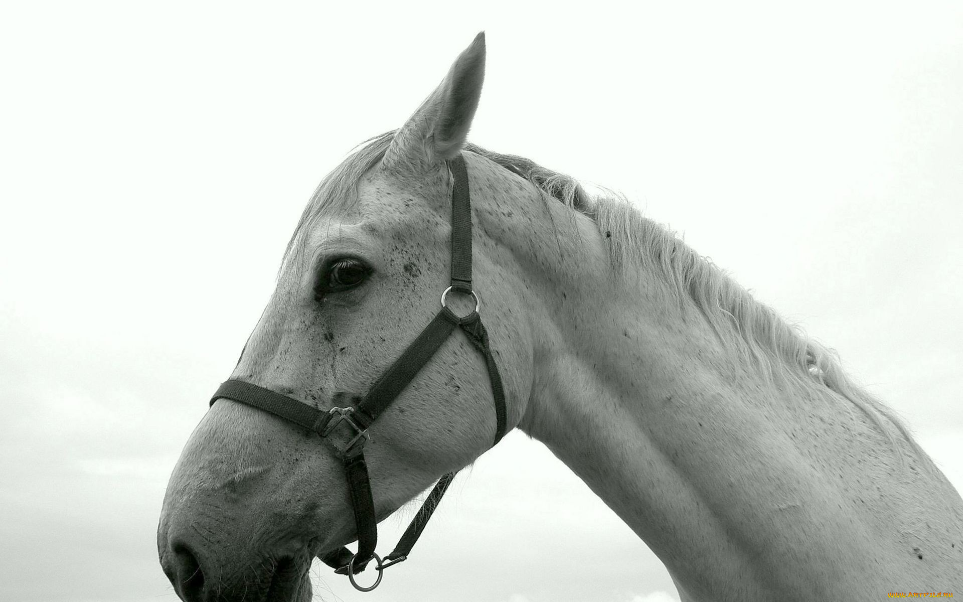 животные, лошади, белая