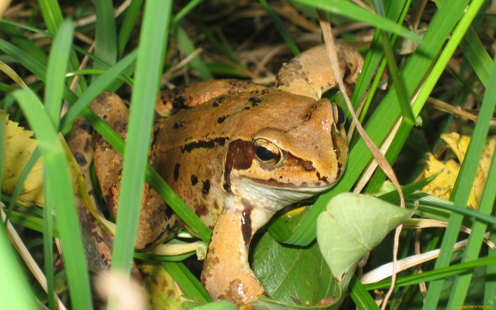 животные, лягушки, трава, лягушка