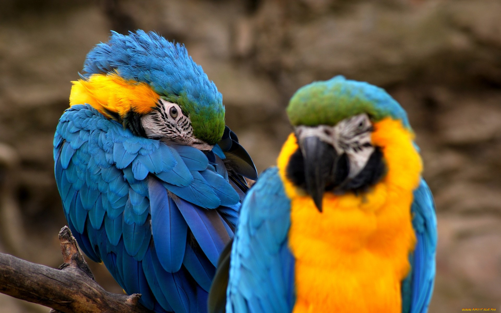 животные, попугаи, яркое, оперение