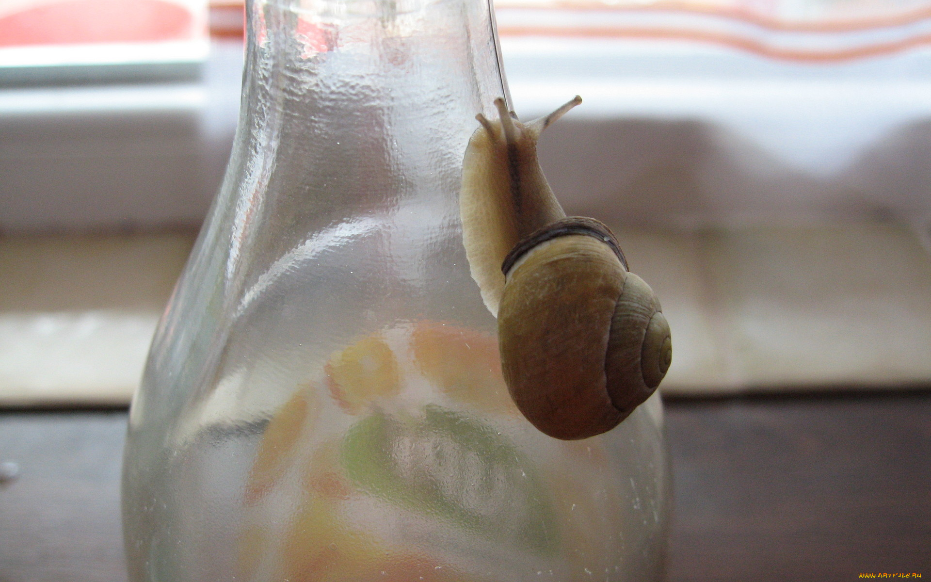 животные, улитки, бутылка, улитка