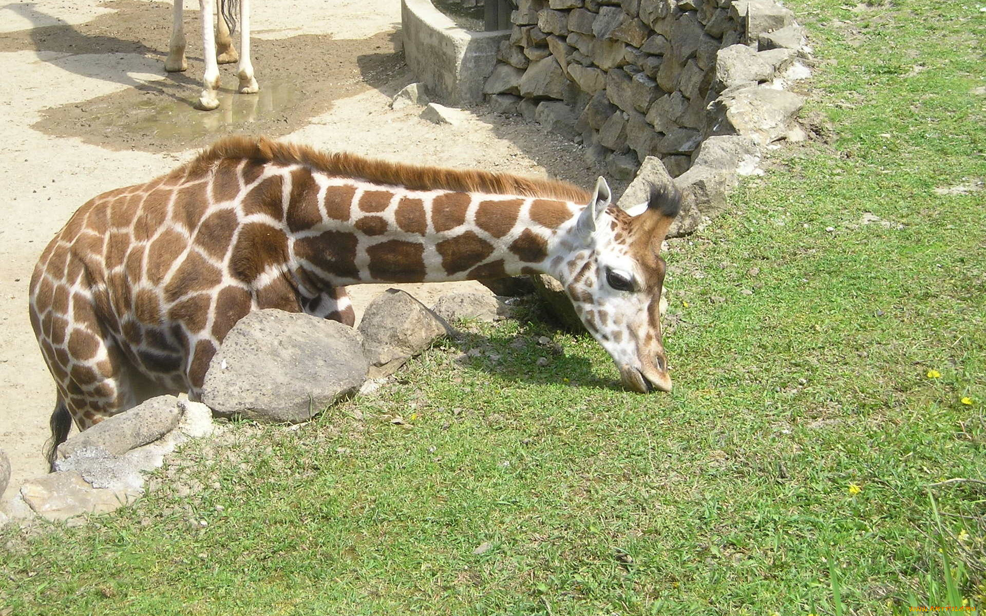 животные, жирафы, трава, жираф, зоопарк
