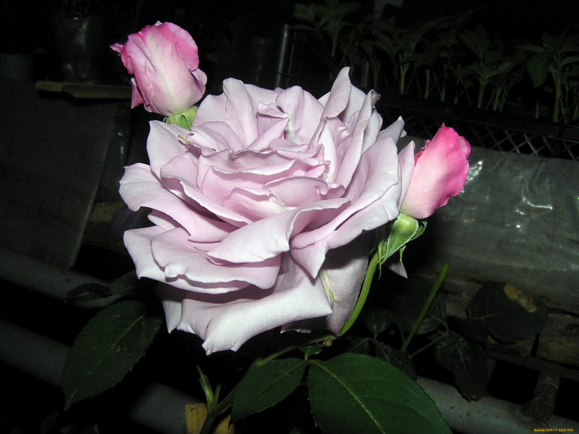 цветы, розы, лепестки, бутоны