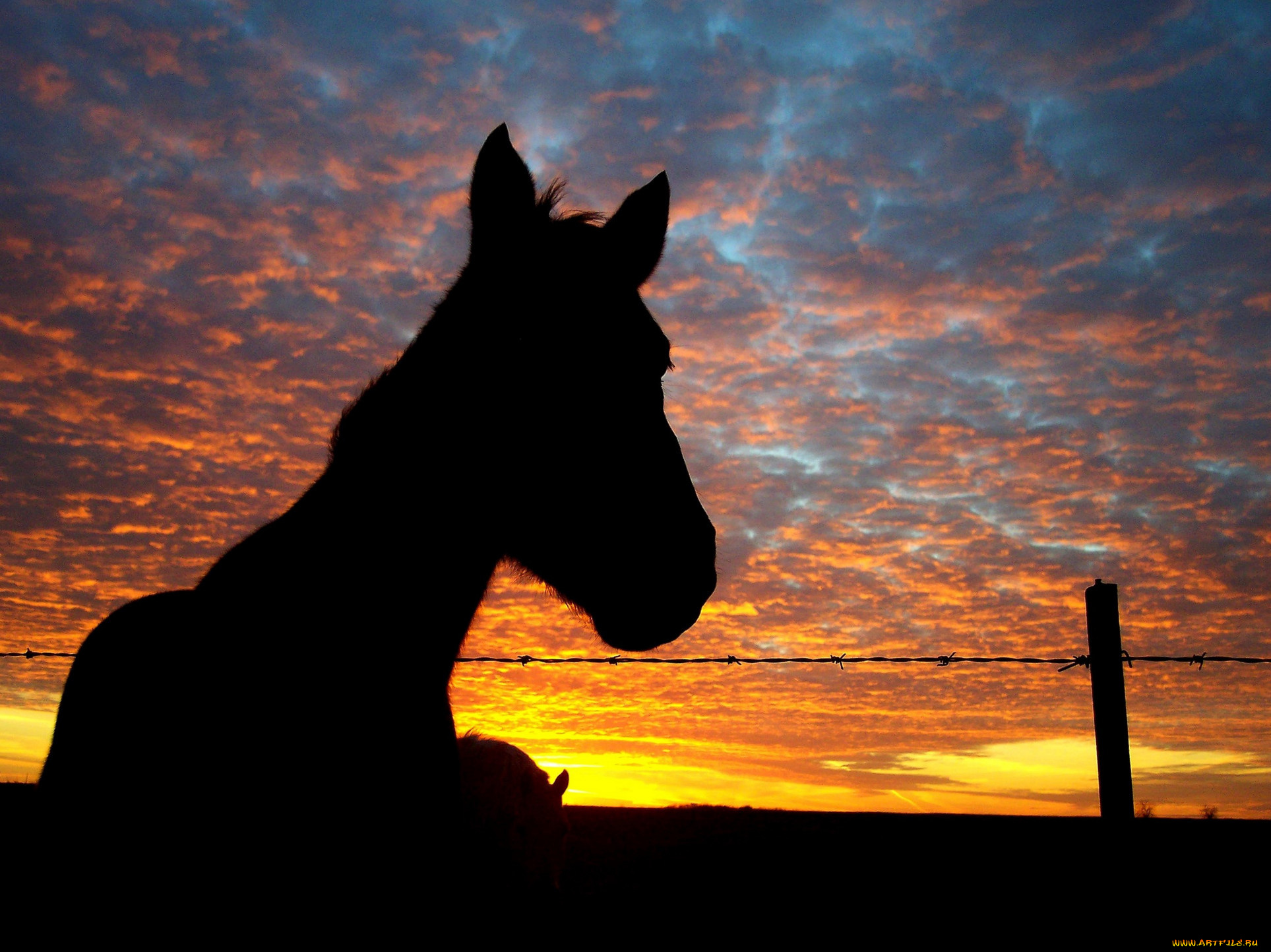 животные, лошади, лошадь, ночь