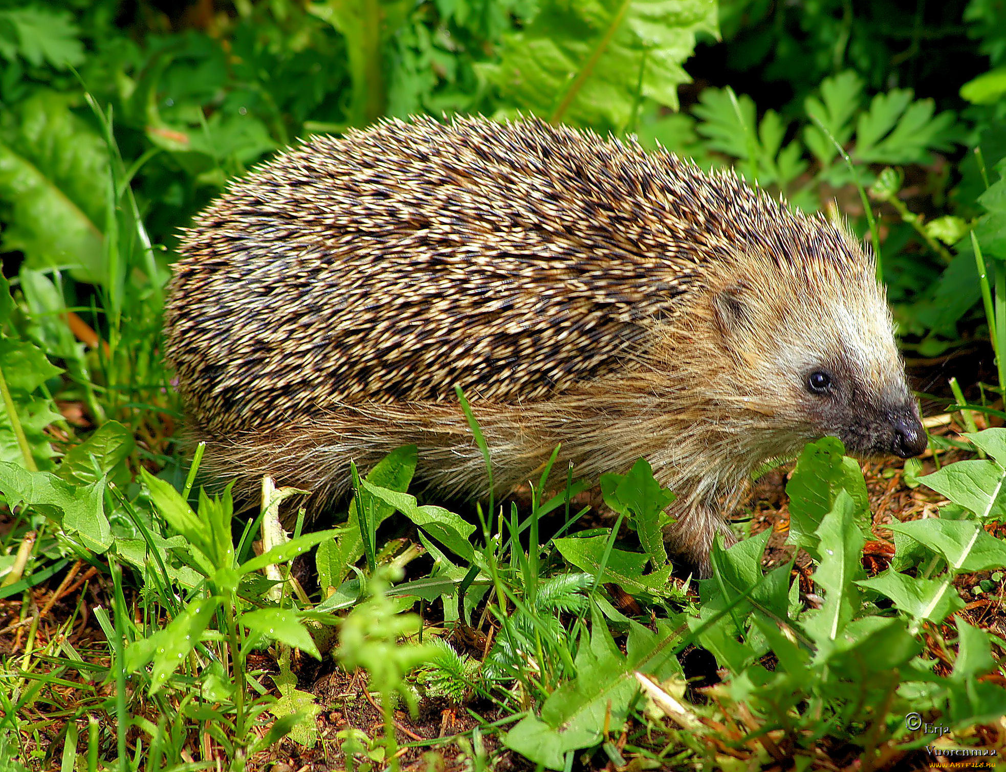 животные, ежи, трава