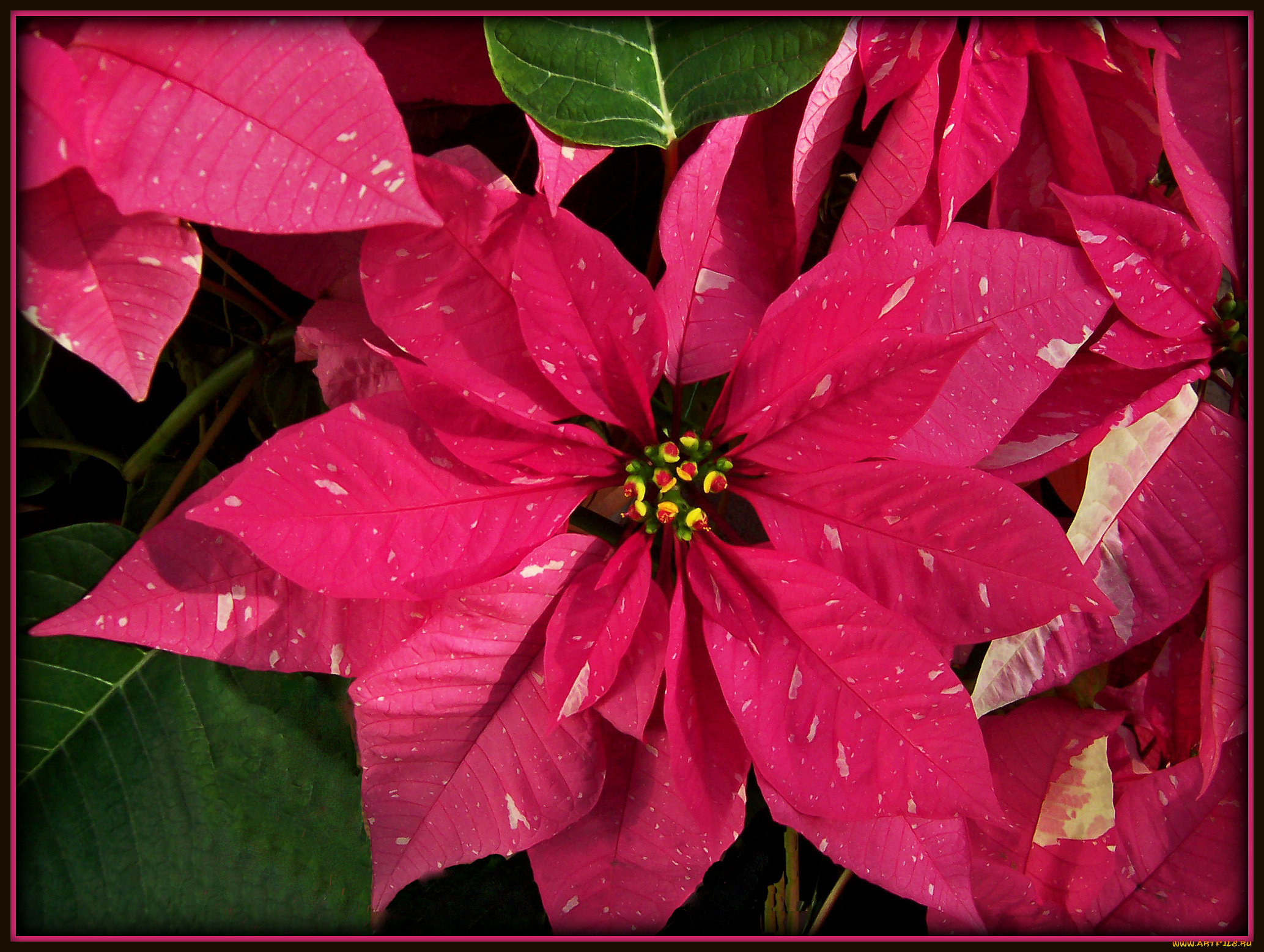 цветы, пуансеттия, листья