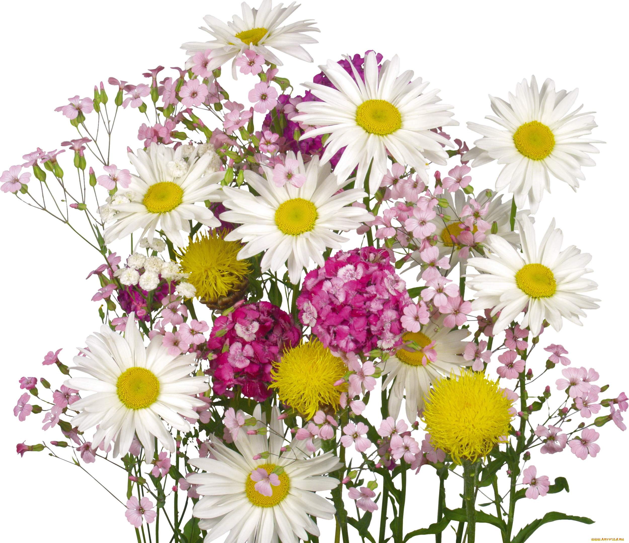 цветы, разные, вместе, гвоздика, ромашки
