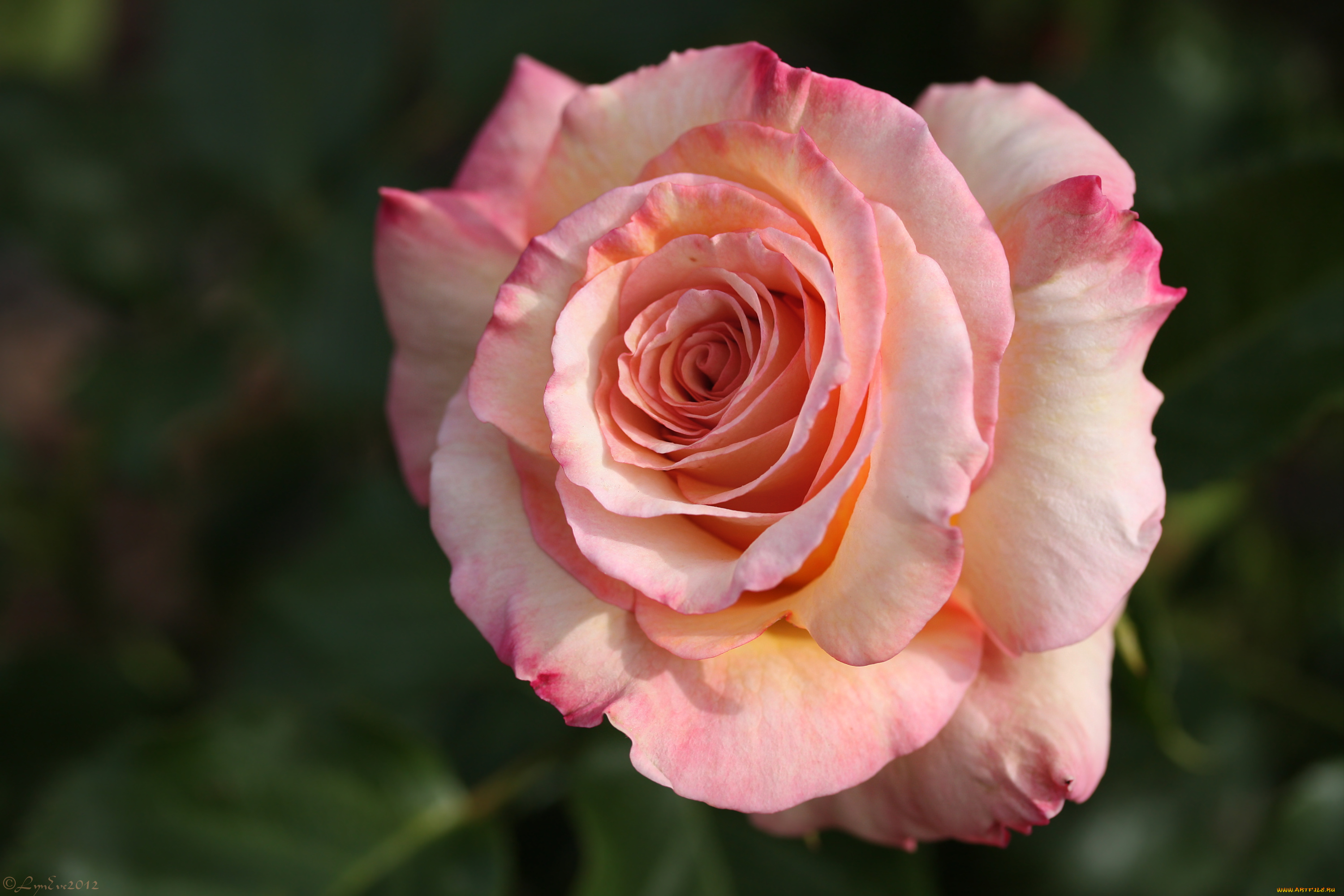 цветы, розы, лепестки