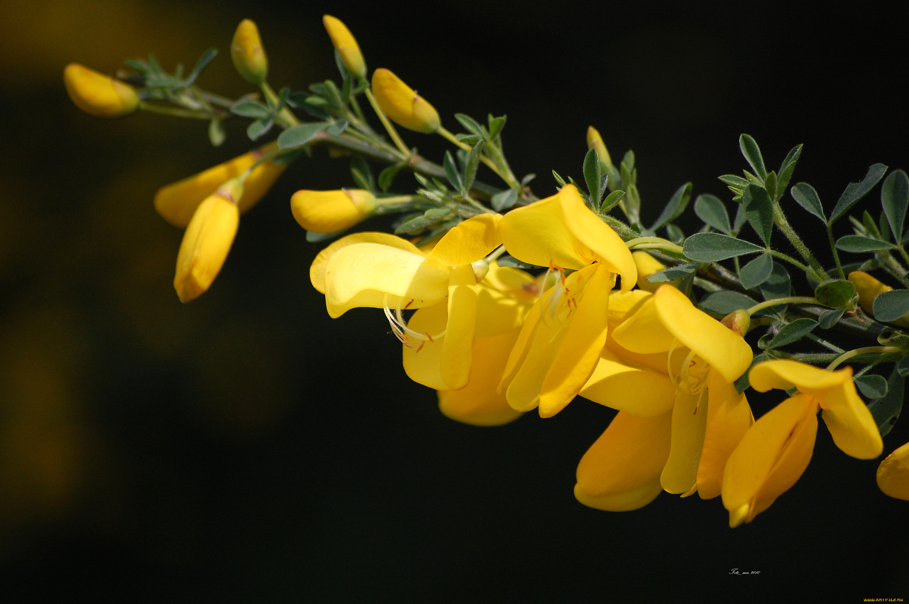 цветы, тёмный, фон