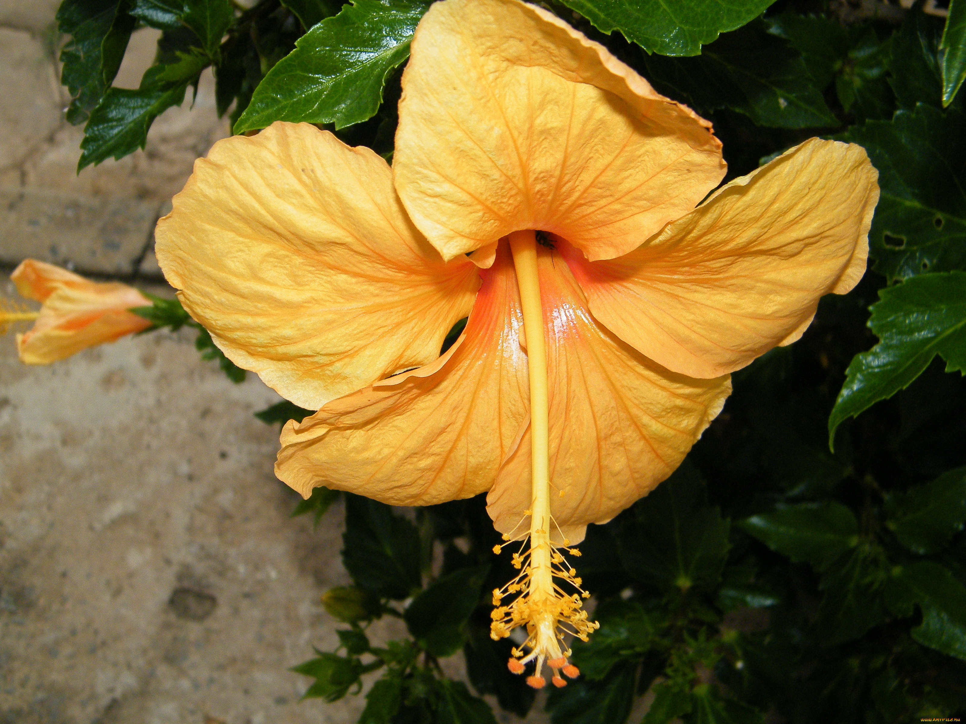 цветы, гибискусы, лепестки