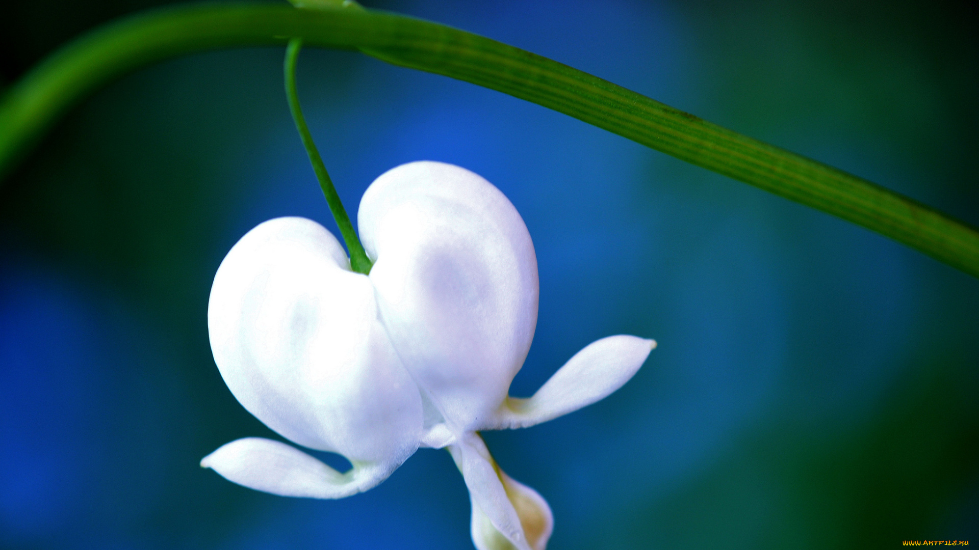 цветы, дицентра, разбитое, сердце, белый