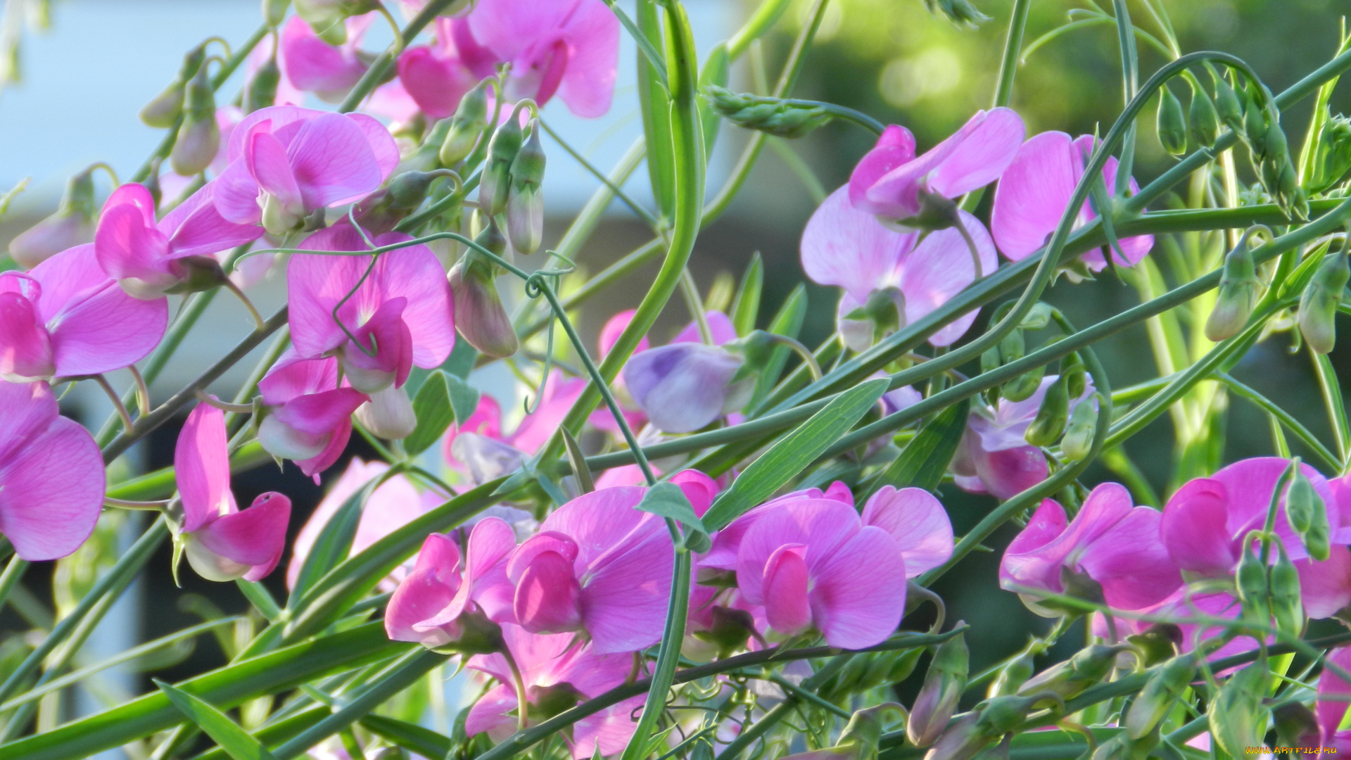 цветы, душистый, горошек, розовый