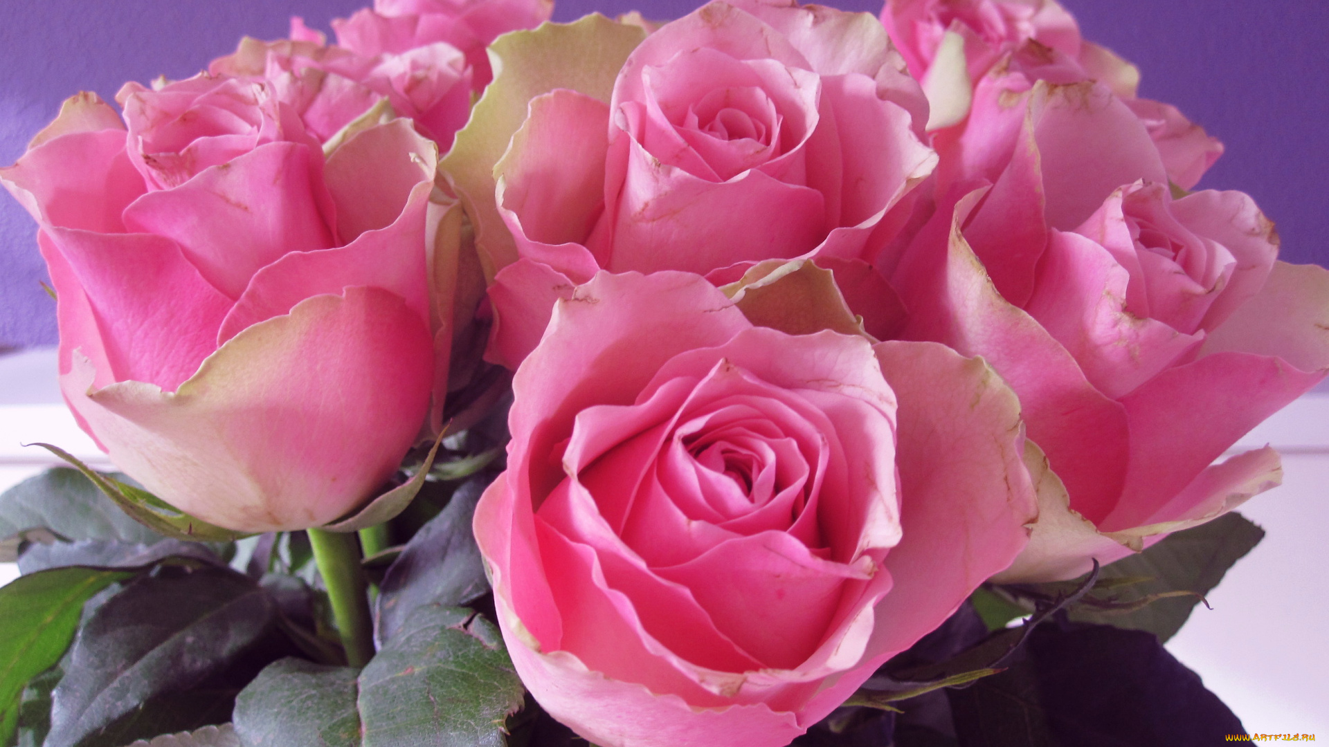 цветы, розы, розовый