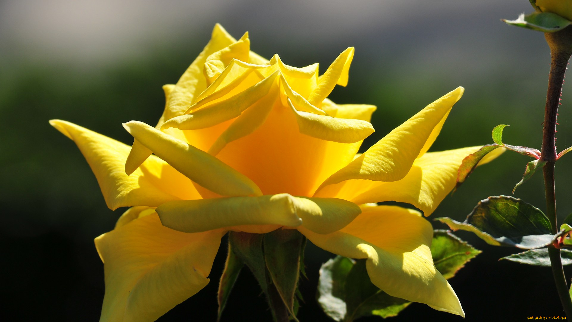 цветы, розы, желтый